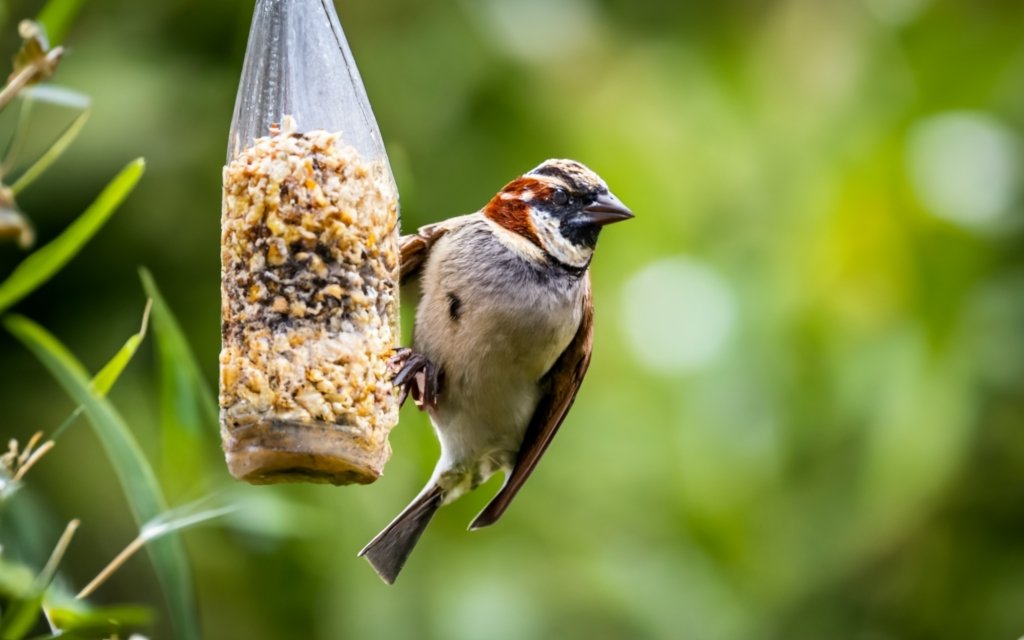 Can birds eat oatmeal