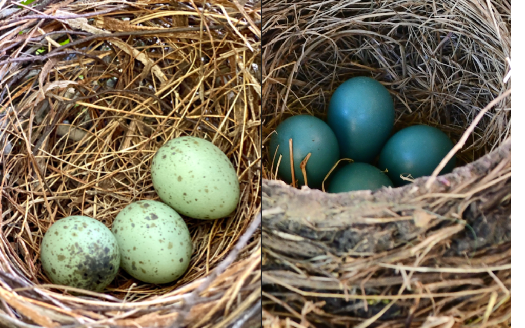 Blue Jay Eggs Vs Robin Eggs