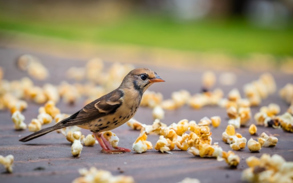 Can birds eat popcorn