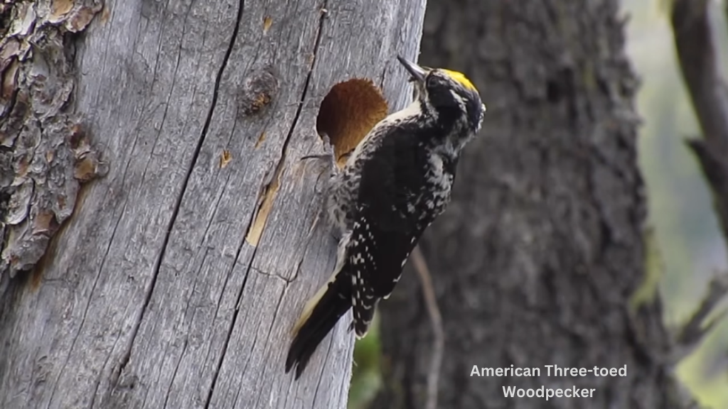 9 Woodpeckers of Wisconsin American three-toed woodpecker