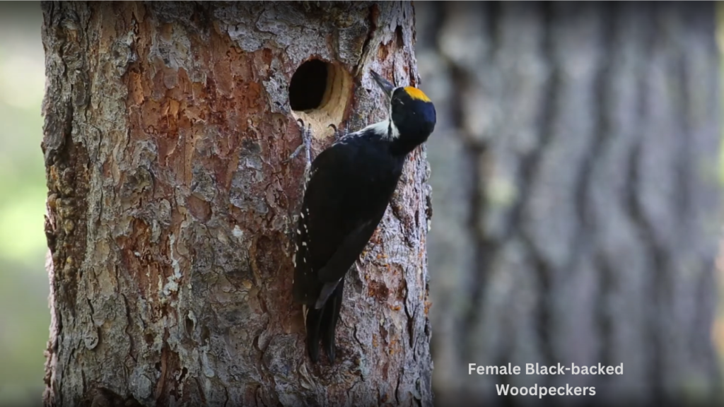 9 Woodpeckers of Wisconsin Black-backed woodpeckers