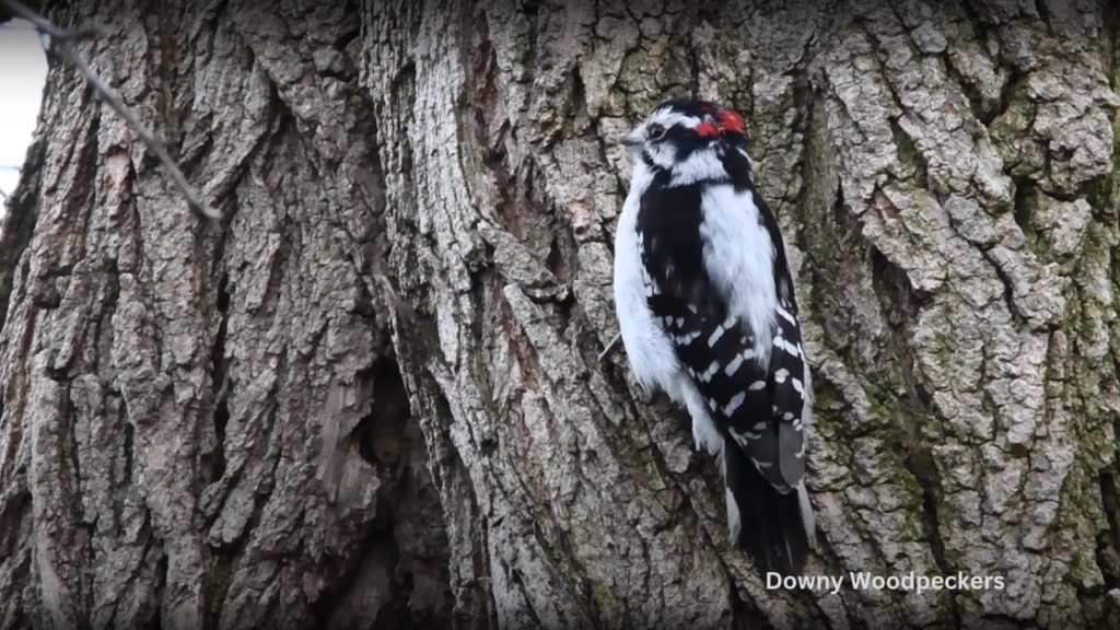 9 Woodpeckers of Wisconsin Downy Woodpeckers
