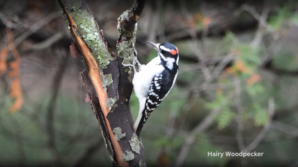 9 Woodpeckers of Wisconsin hairy woodpeckers